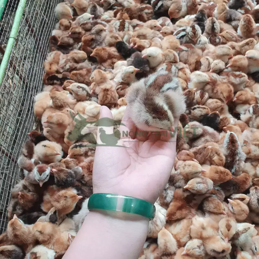 Gà lai chọi sọc