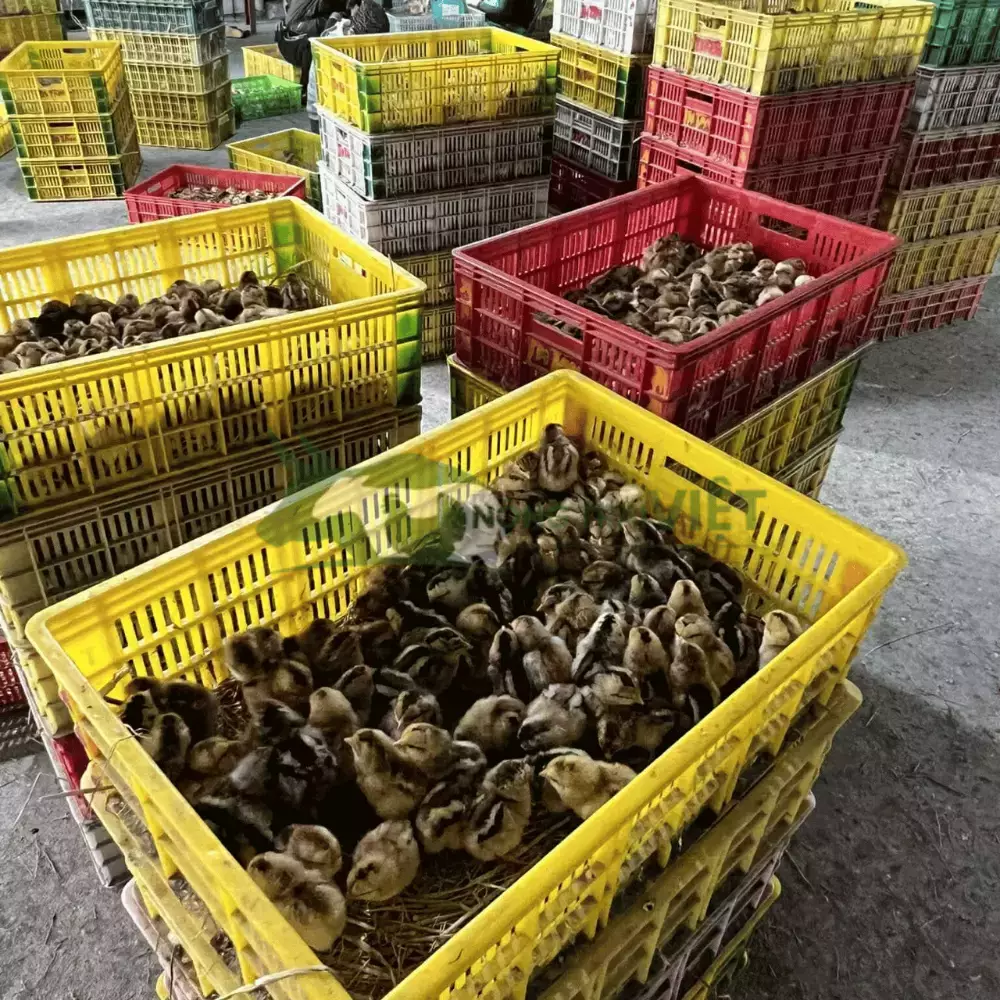 Gà lai chọi sọc