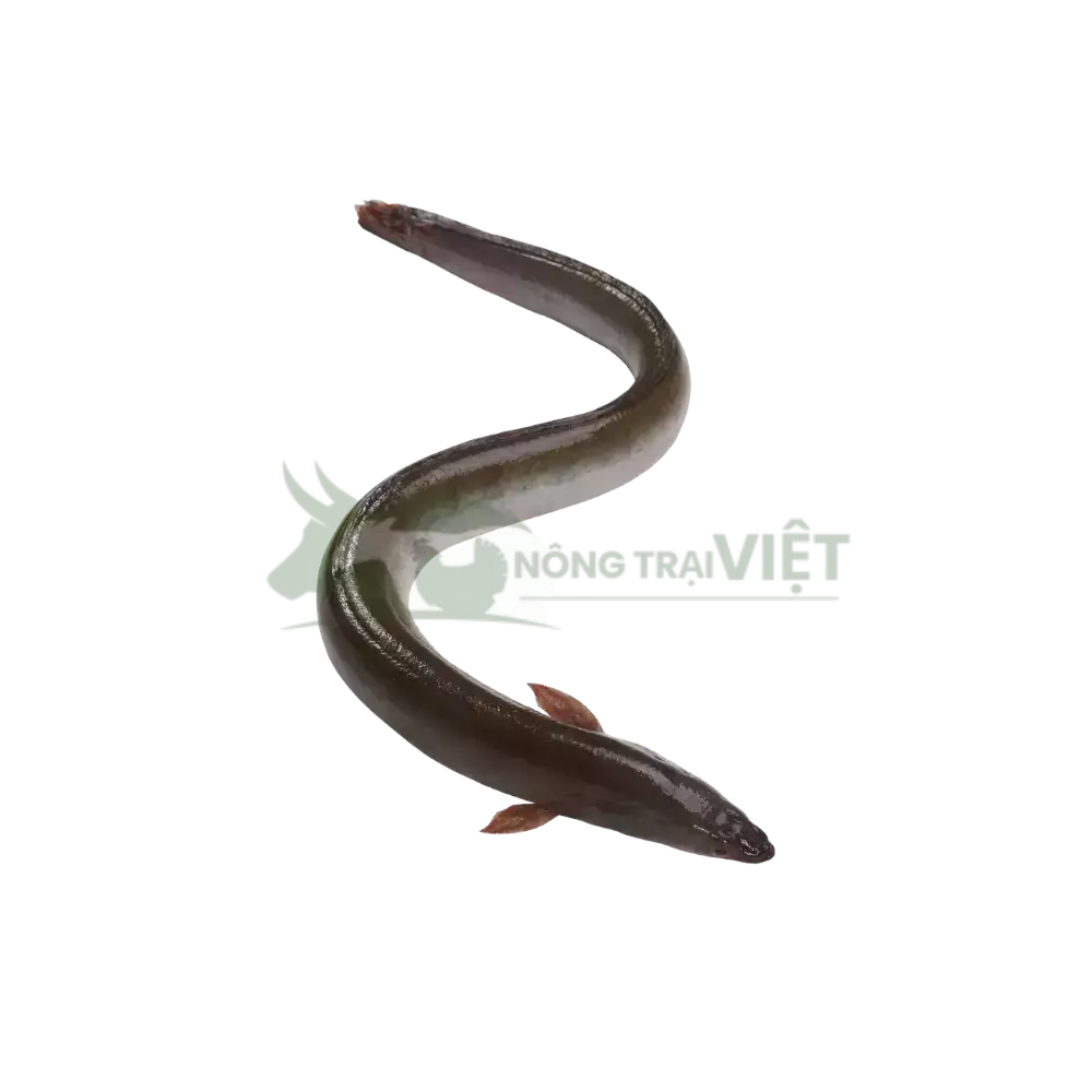 Lươn không bùn size 500