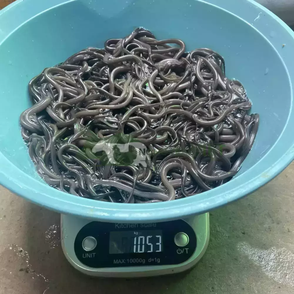 Lươn không bùn size 500