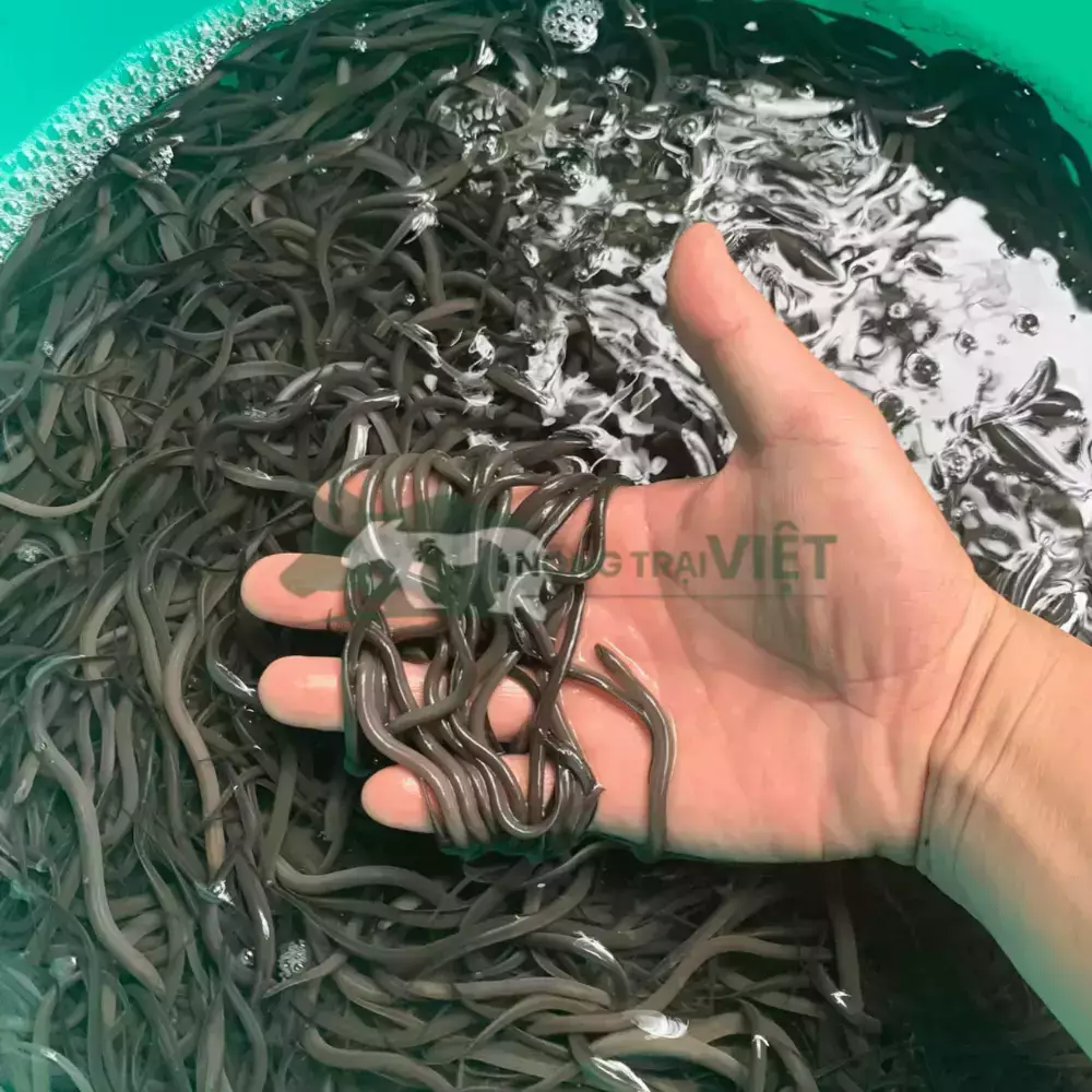 Lươn không bùn size 500