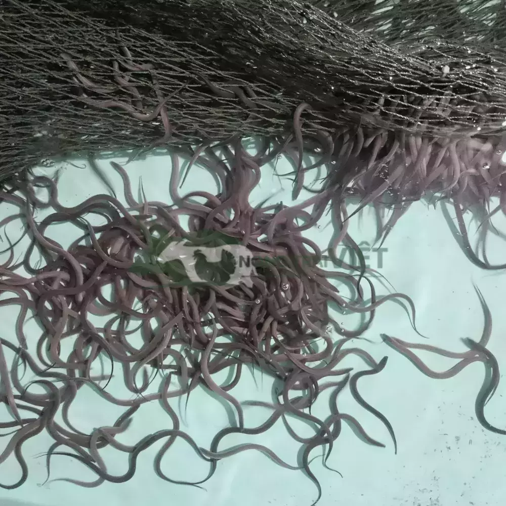 Lươn không bùn size 500