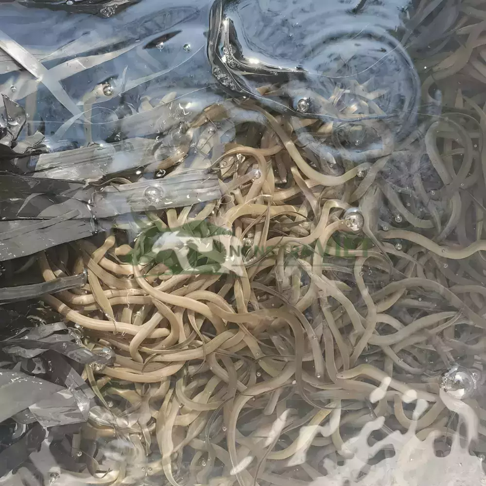 Lươn không bùn size 500