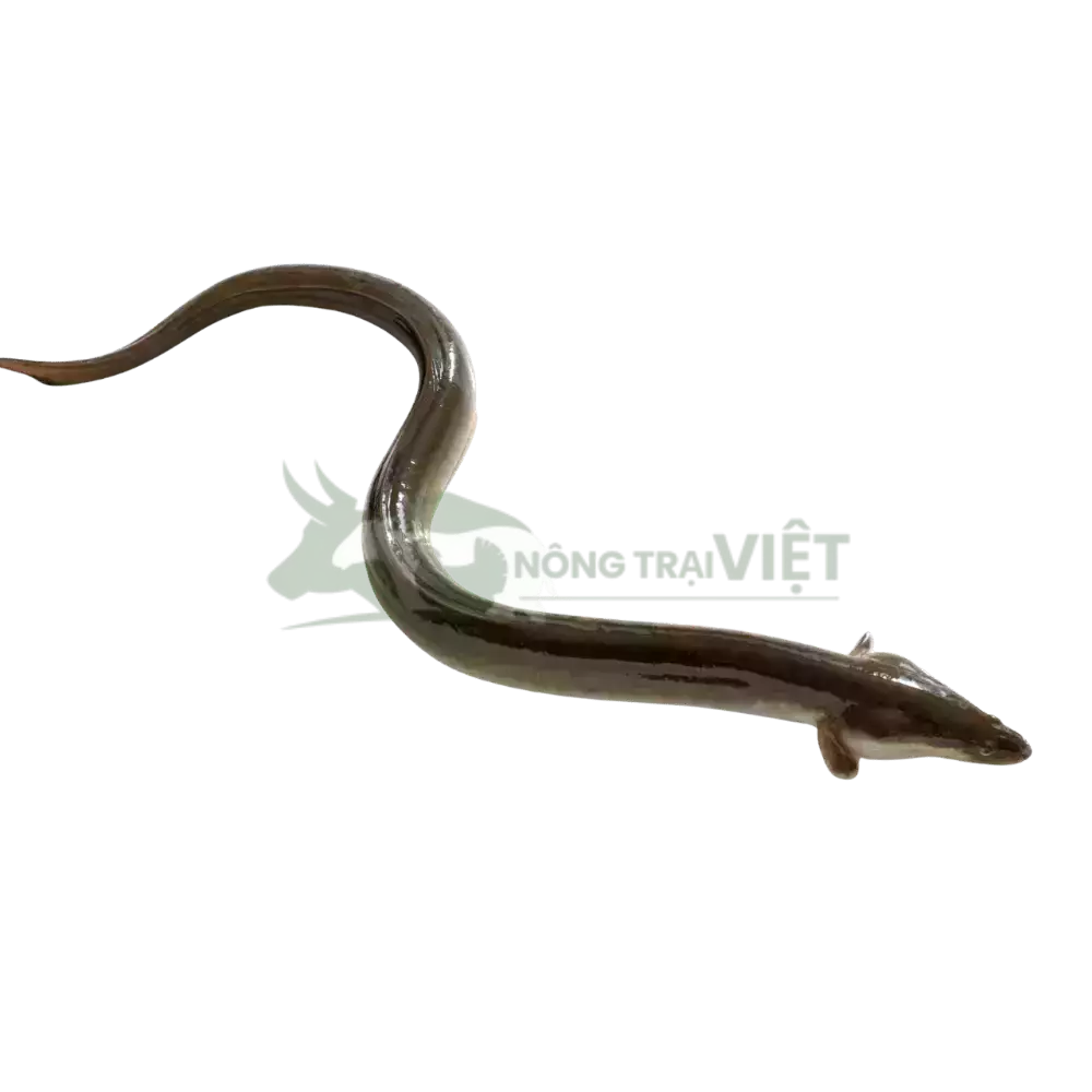 Lươn không bùn size 300