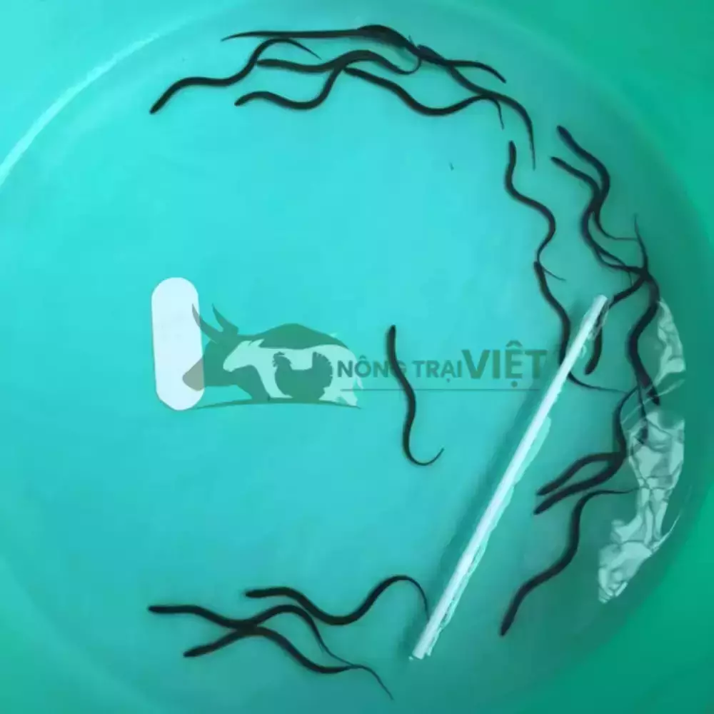 Lươn không bùn size 300