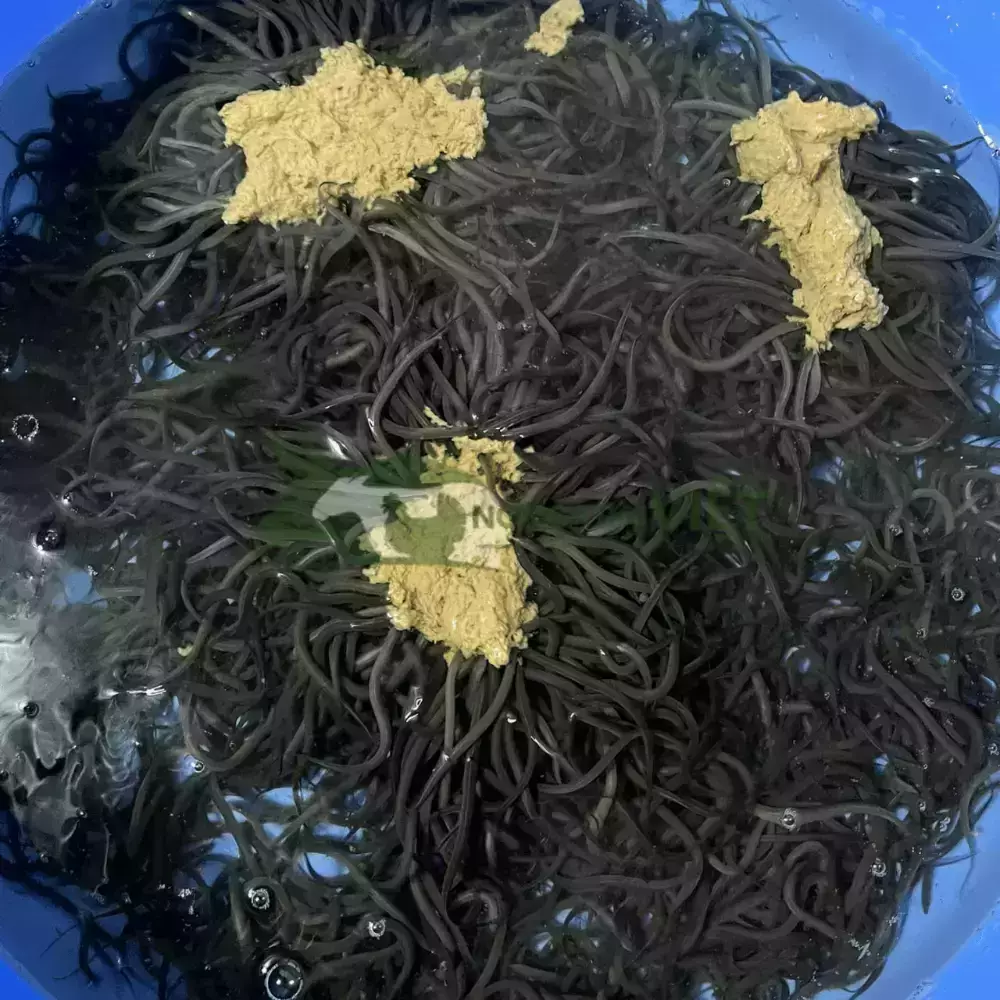 Lươn không bùn size 300