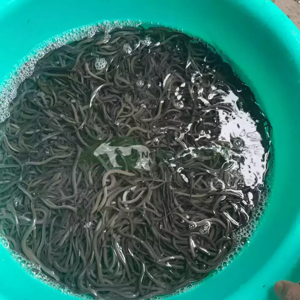 Lươn không bùn size 300