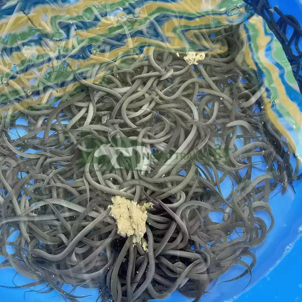 Lươn không bùn size 300