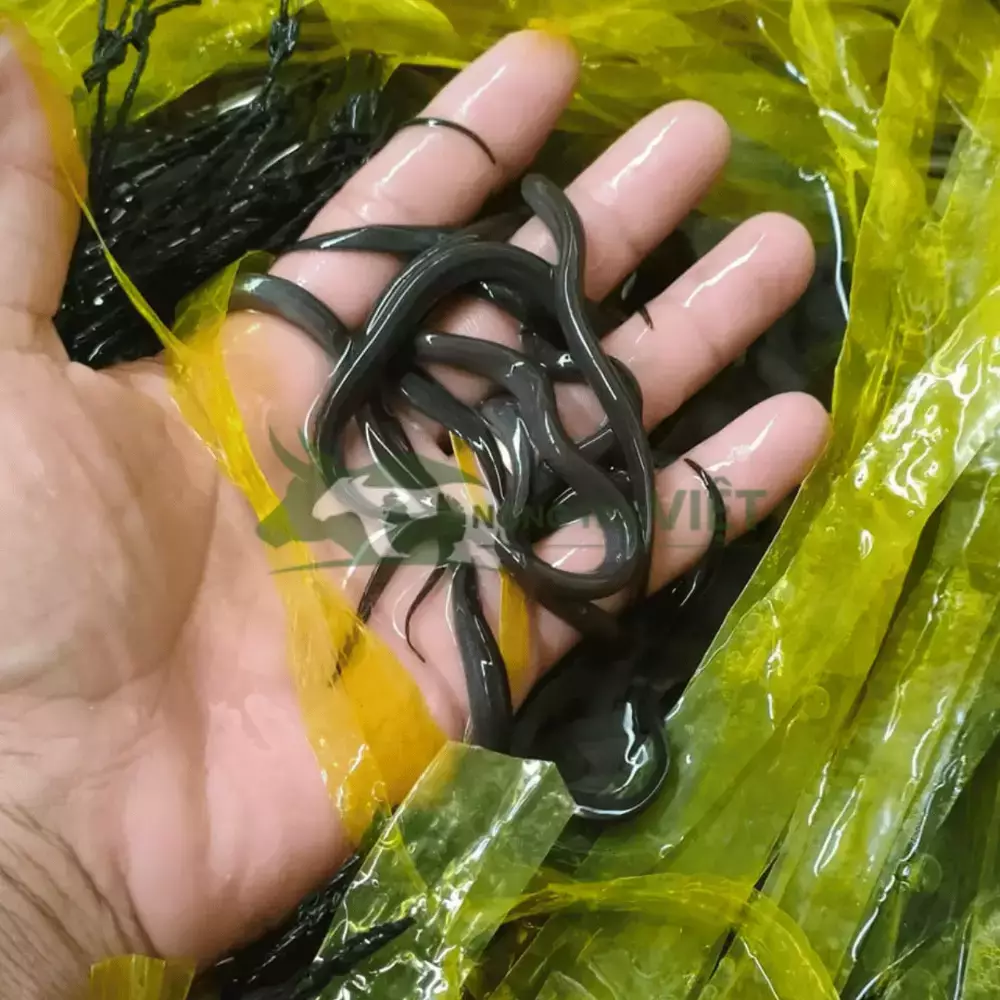 Lươn không bùn size 1000