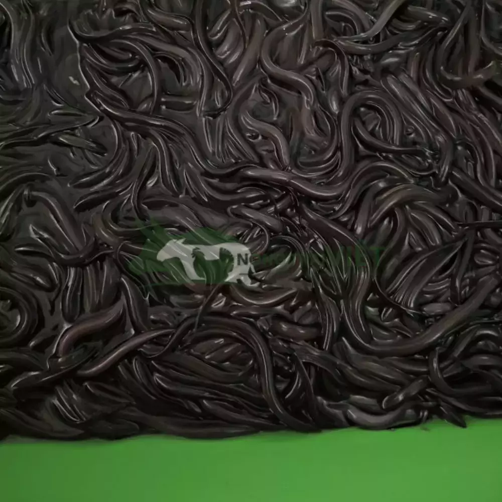 Lươn không bùn size 1000