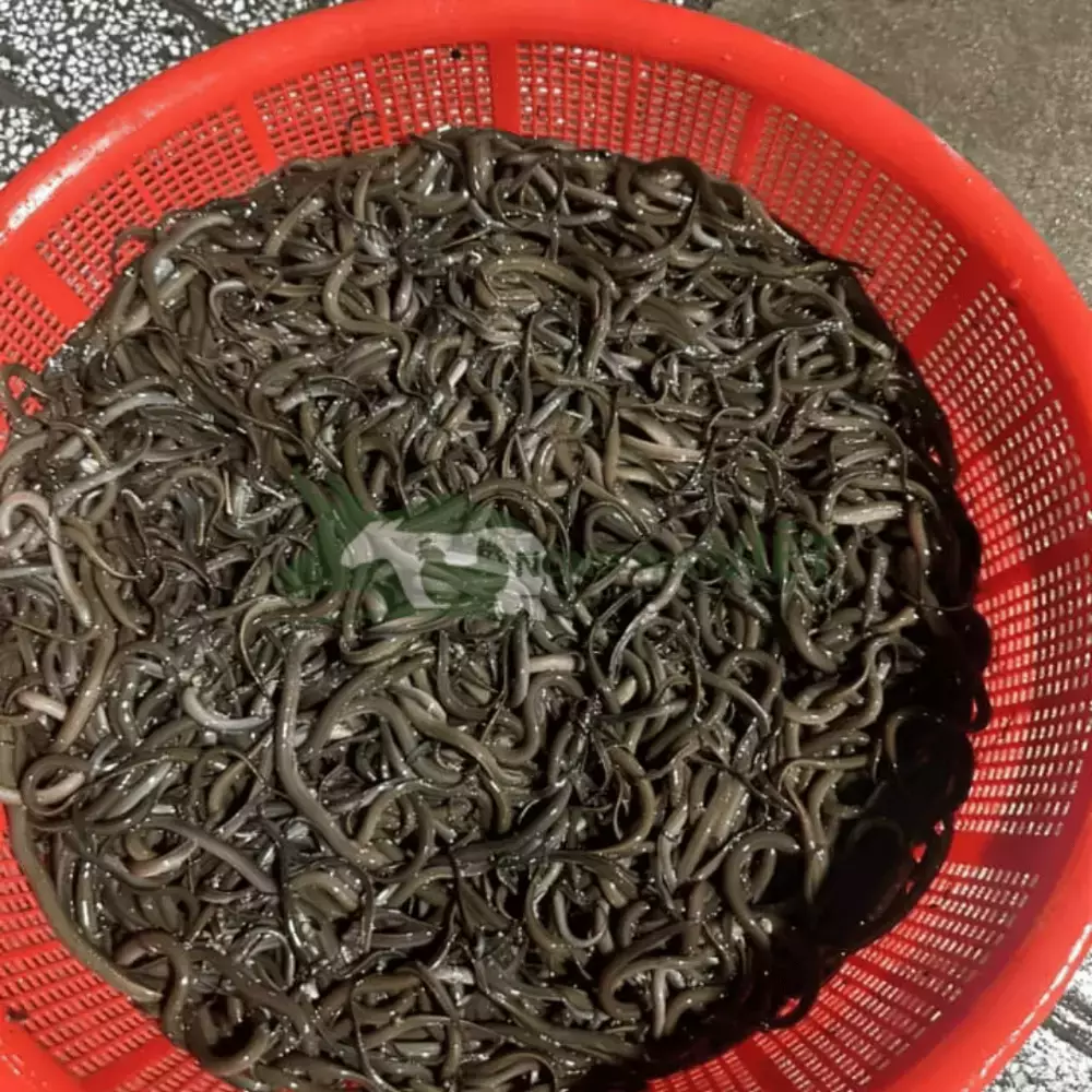 Lươn không bùn size 1000