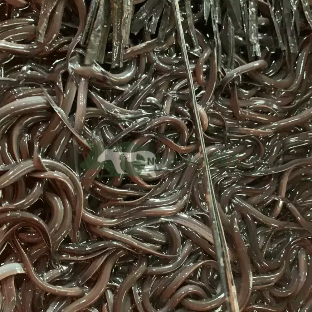 Lươn không bùn size 1000