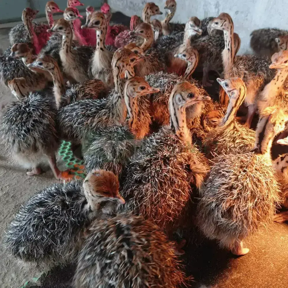 Đà điểu 1 tháng tuổi