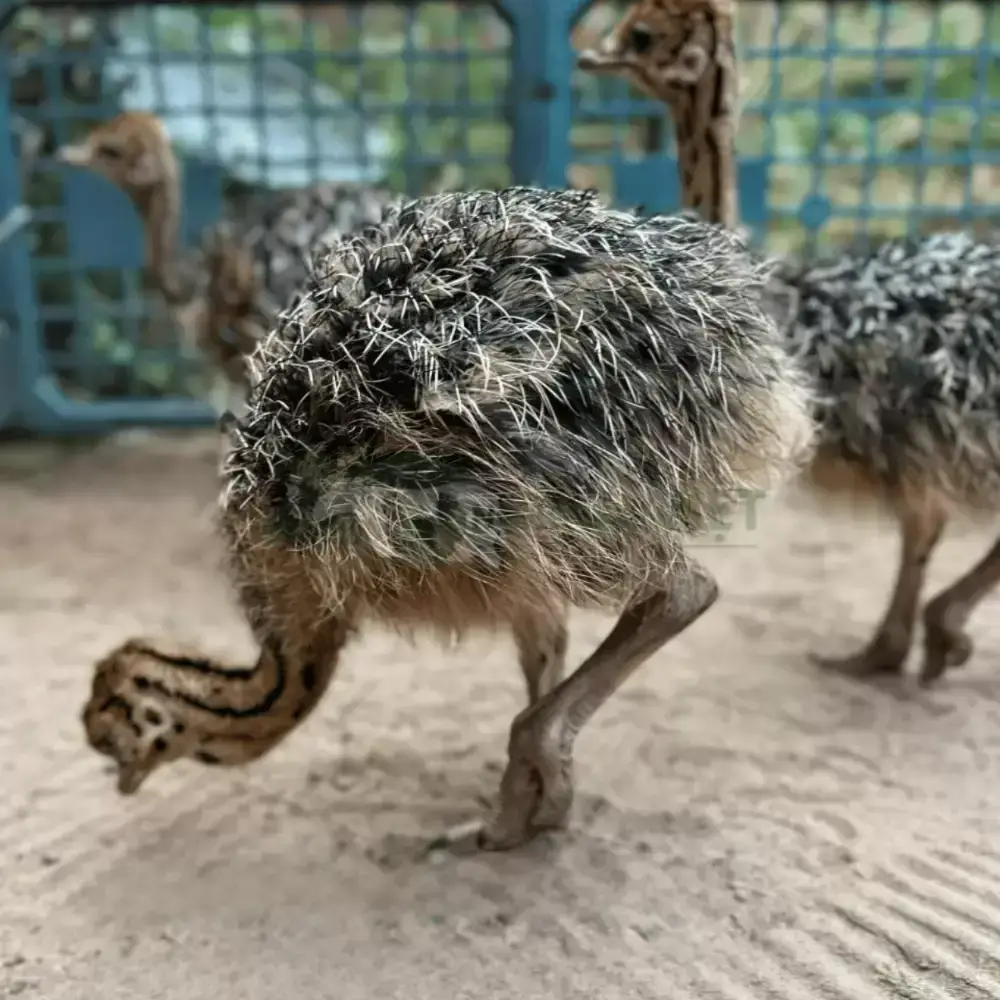 Đà điểu 1 tháng tuổi