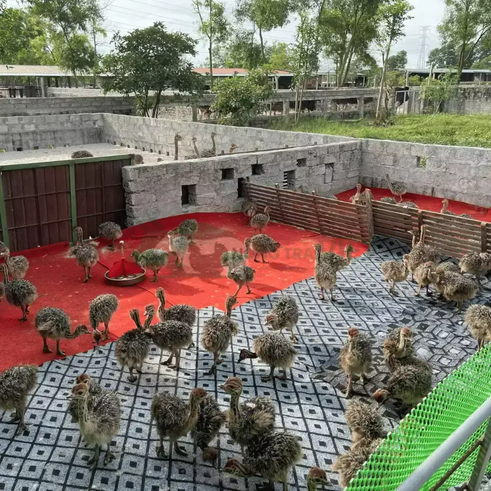 Đà điểu 1 tháng tuổi