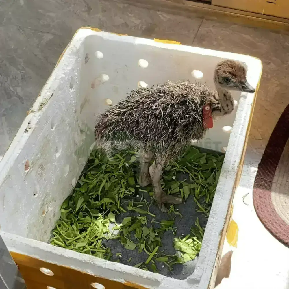 Đà điểu 1 tháng tuổi