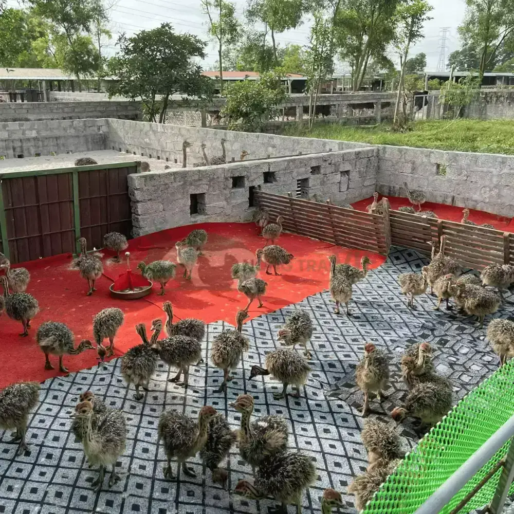 Đà điểu 1 tháng tuổi
