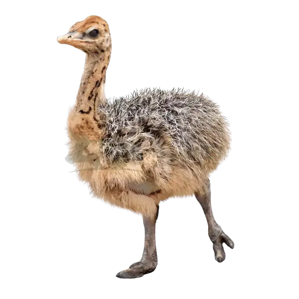 Đà điểu 2 tháng tuổi