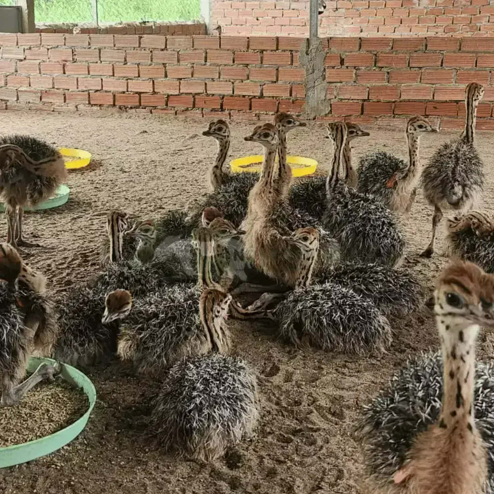 Đà điểu 2 tháng tuổi