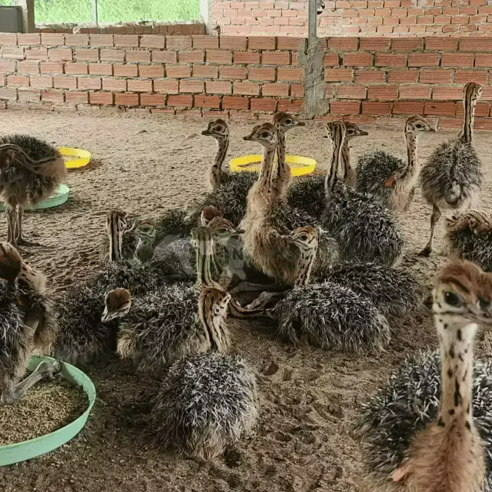Đà điểu 2 tháng tuổi