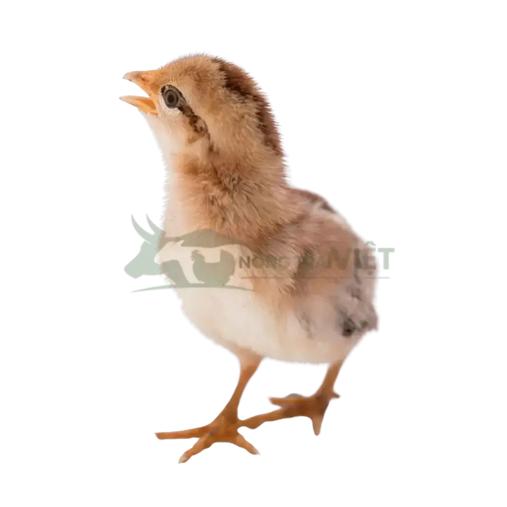 Gà Tam Hoàng giống