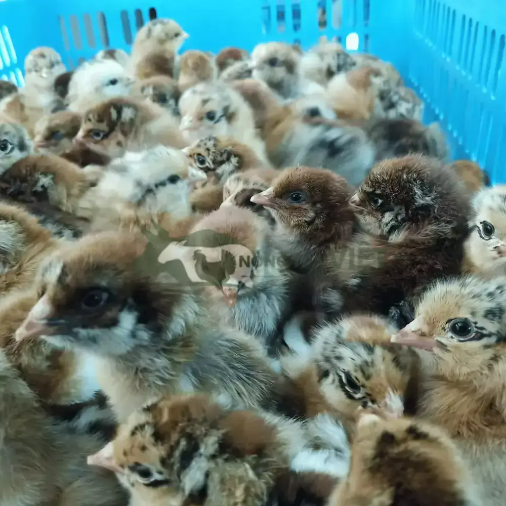 Gà Tam Hoàng giống