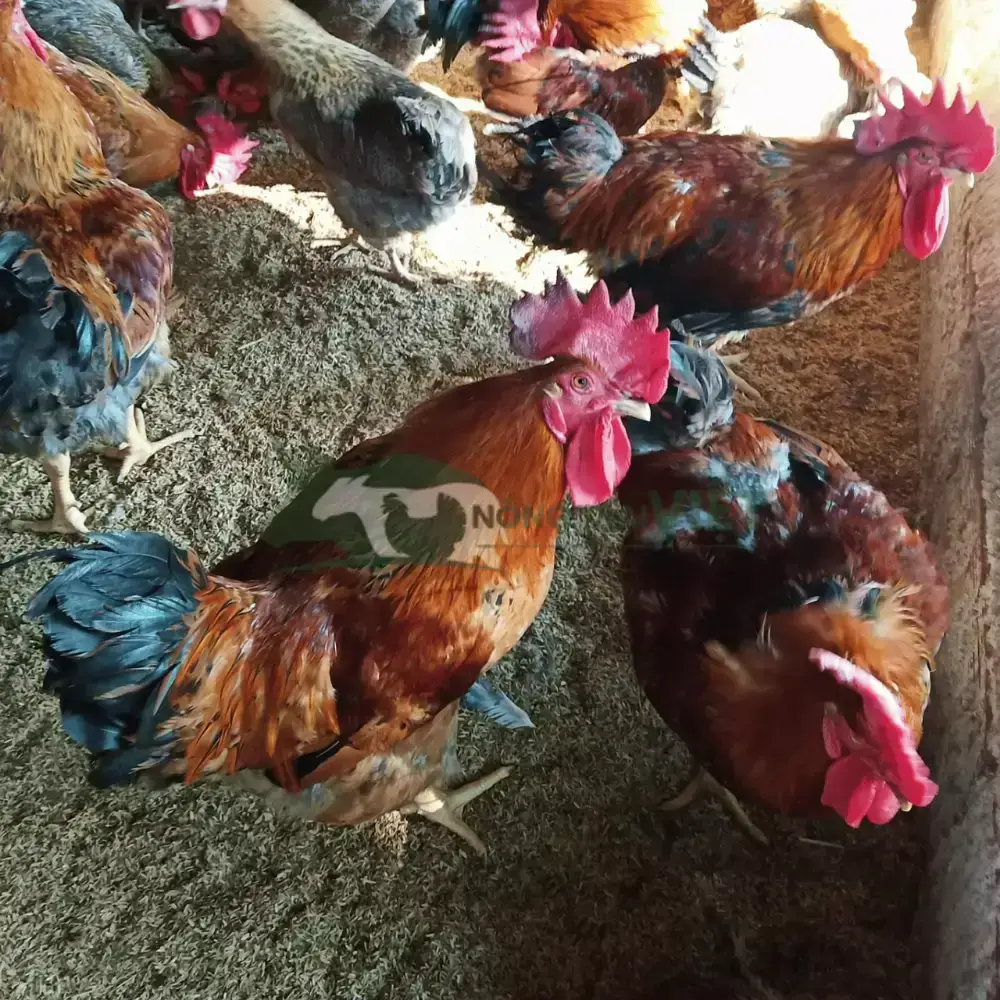 Gà Tam Hoàng giống