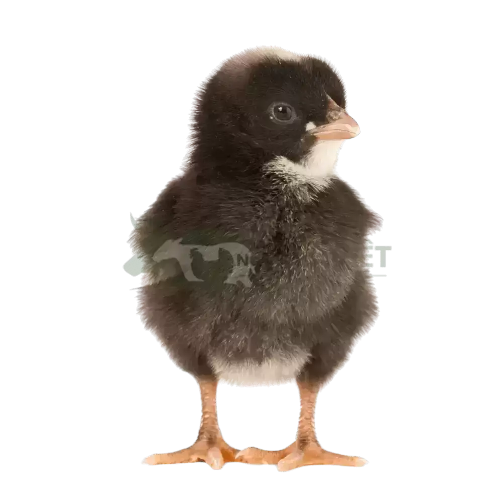 Gà Minh Dư giống