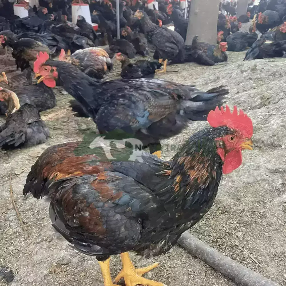 Gà Minh Dư giống