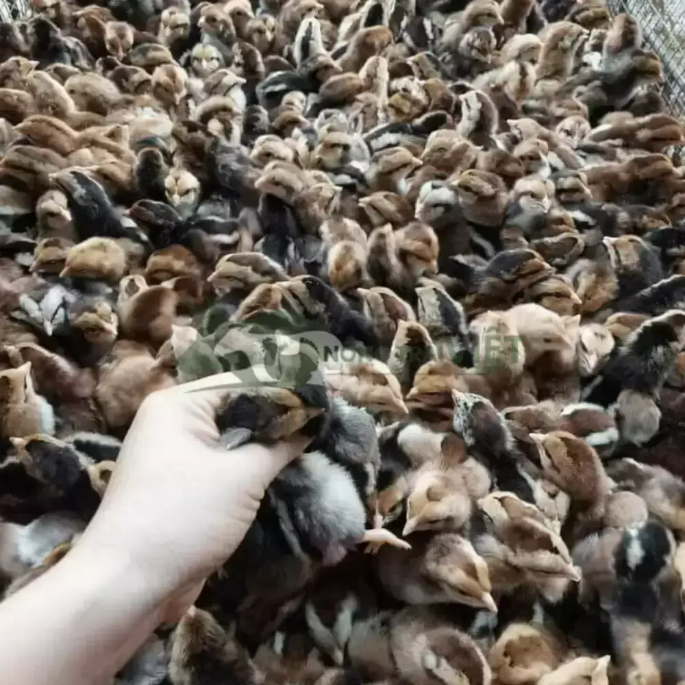 Gà Minh Dư giống