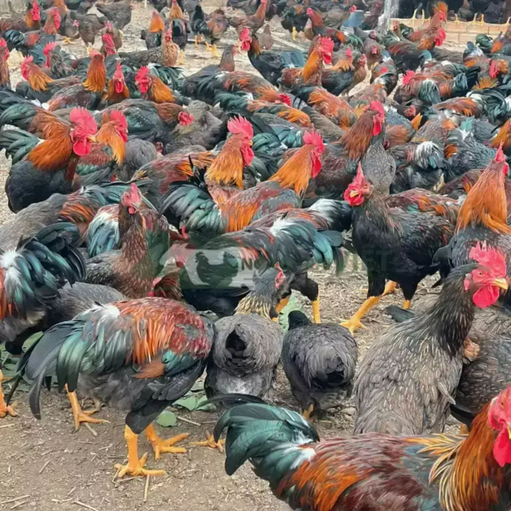 Gà Minh Dư giống