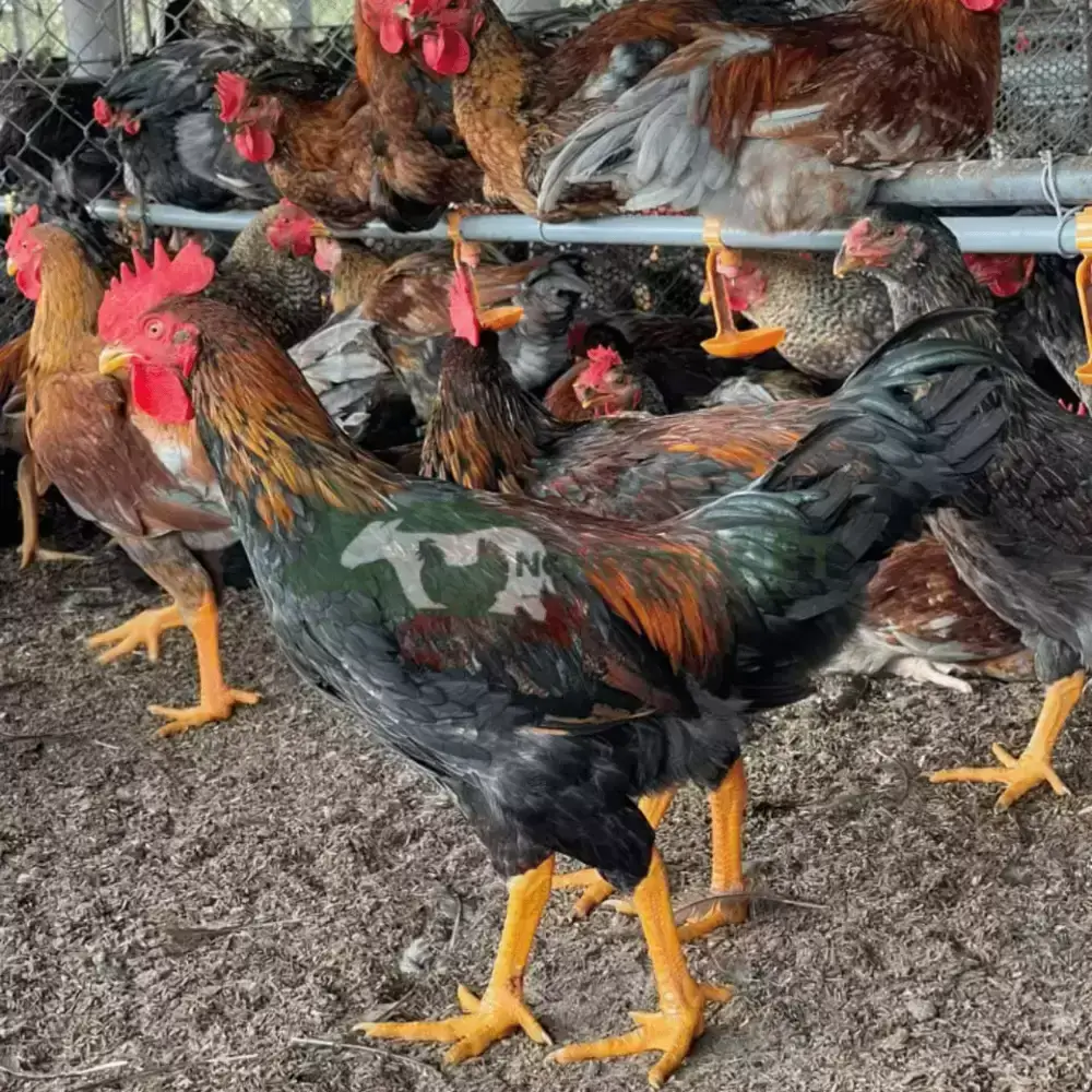 Gà Minh Dư giống