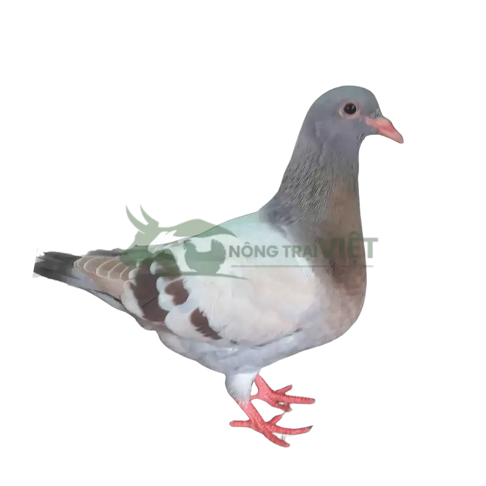 Bồ câu Pháp giống