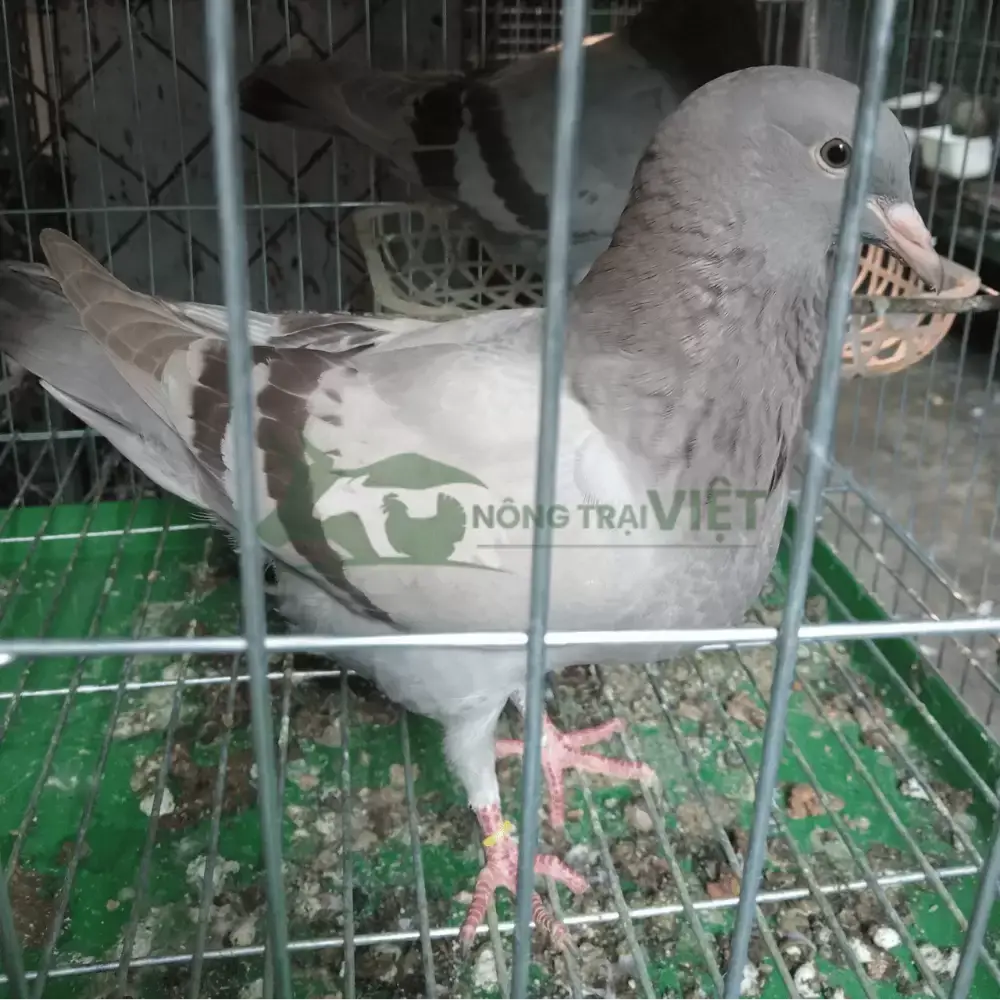 Bồ câu Pháp giống