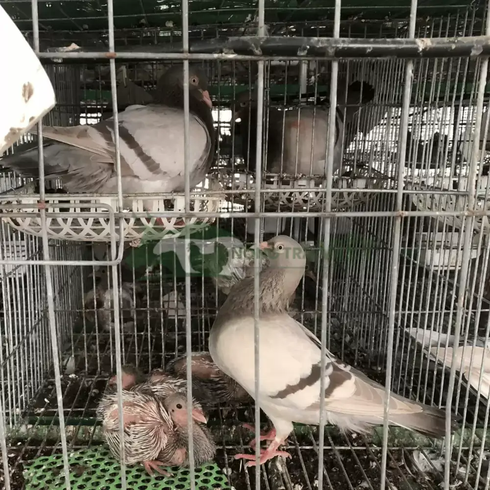 Bồ câu Pháp giống