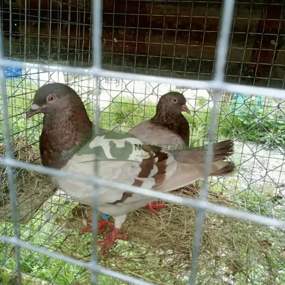 Bồ câu Pháp giống