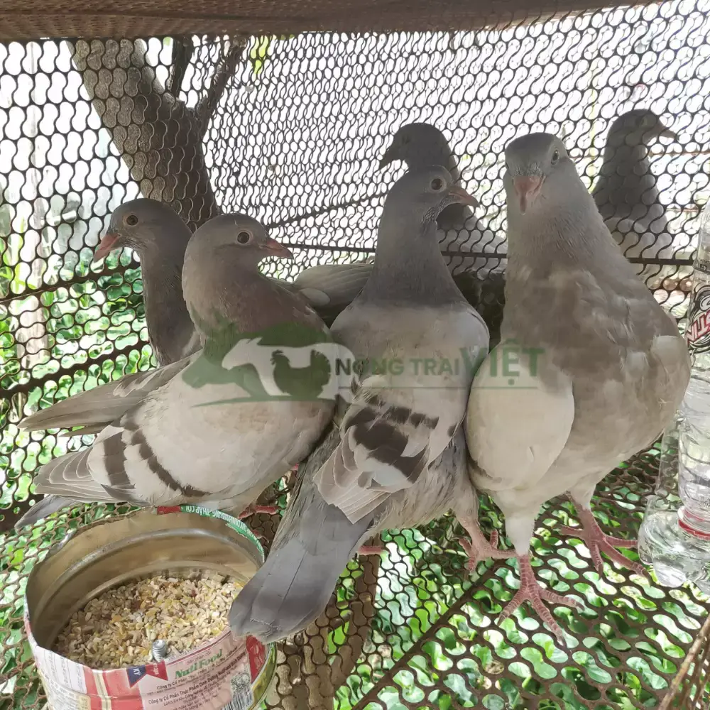 Bồ câu Pháp giống