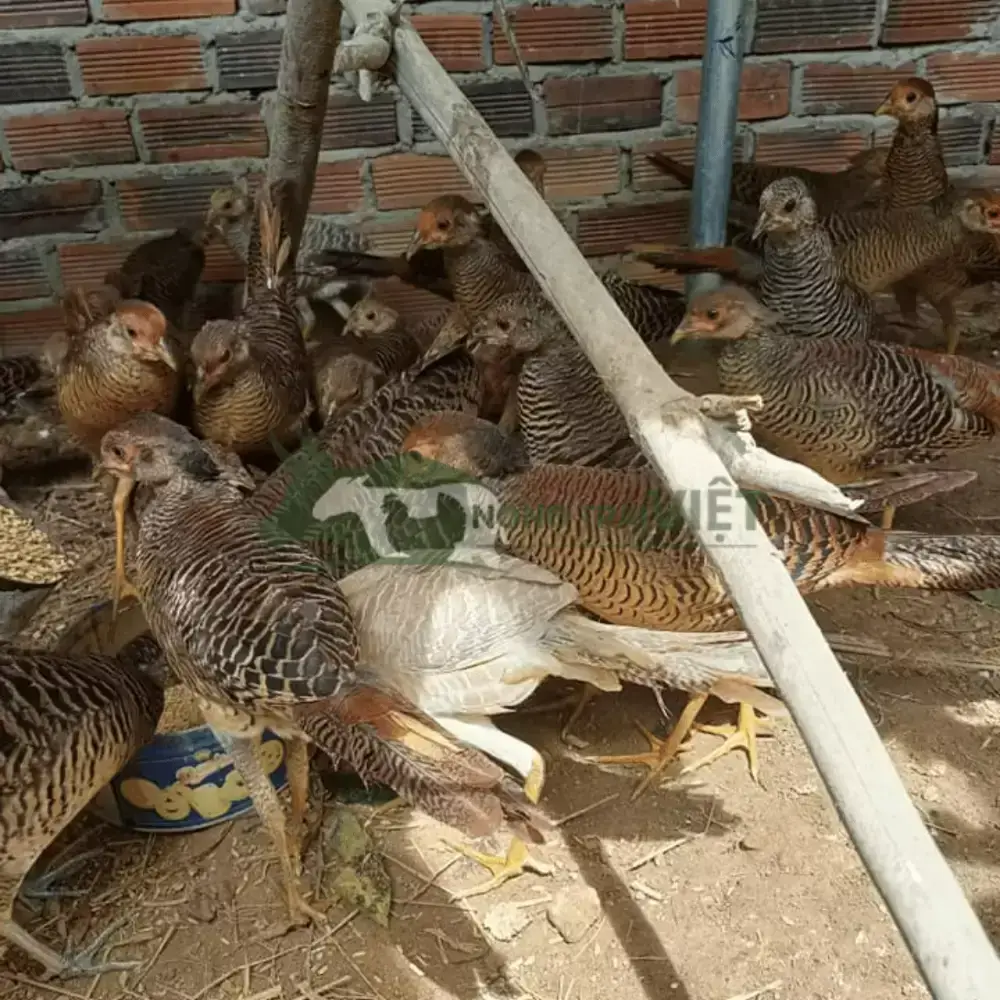 Chim trĩ đỏ