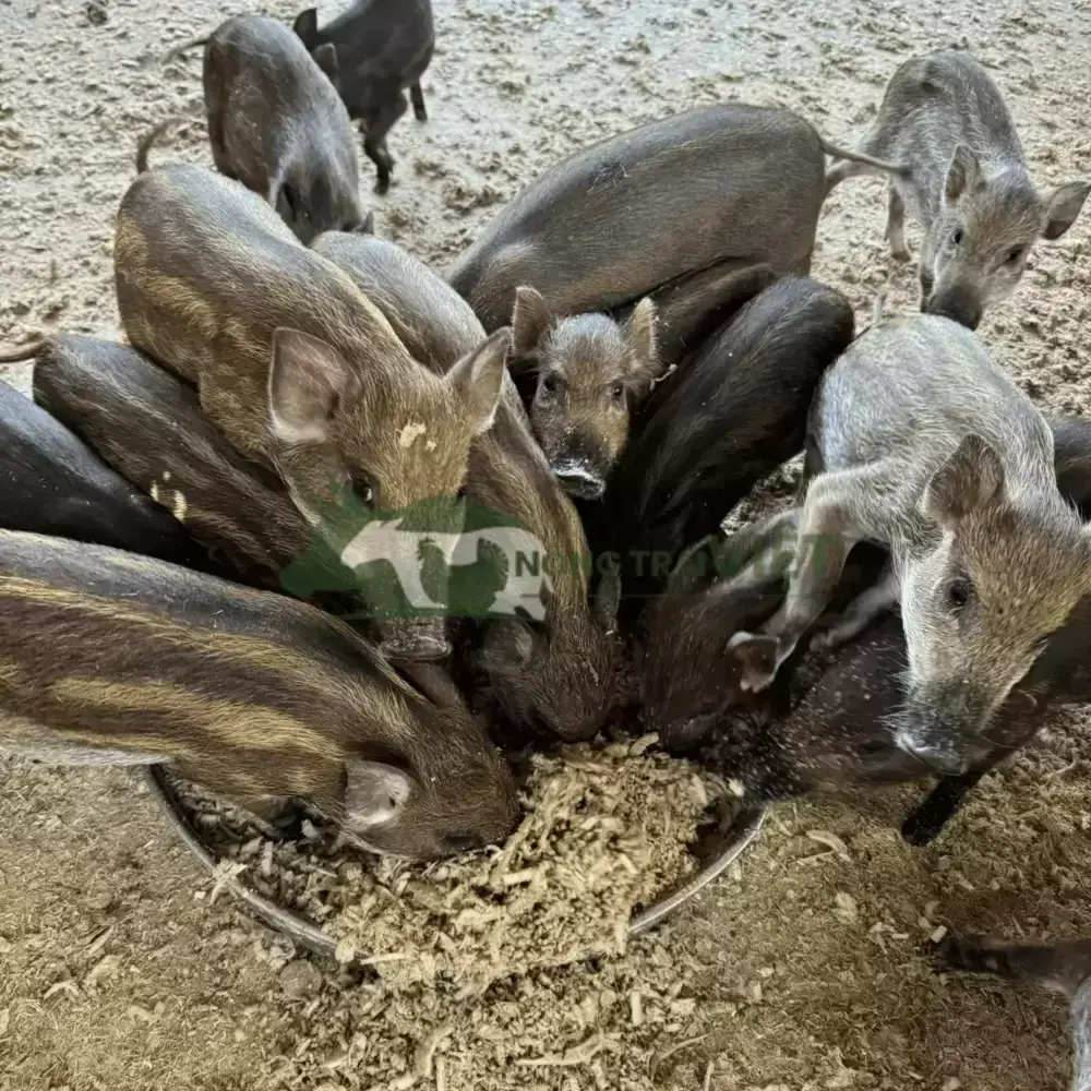 Heo rừng lai giống