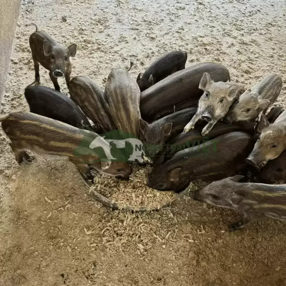 Heo rừng lai giống