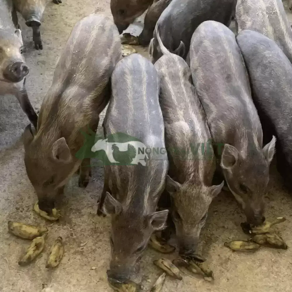 Heo rừng lai giống