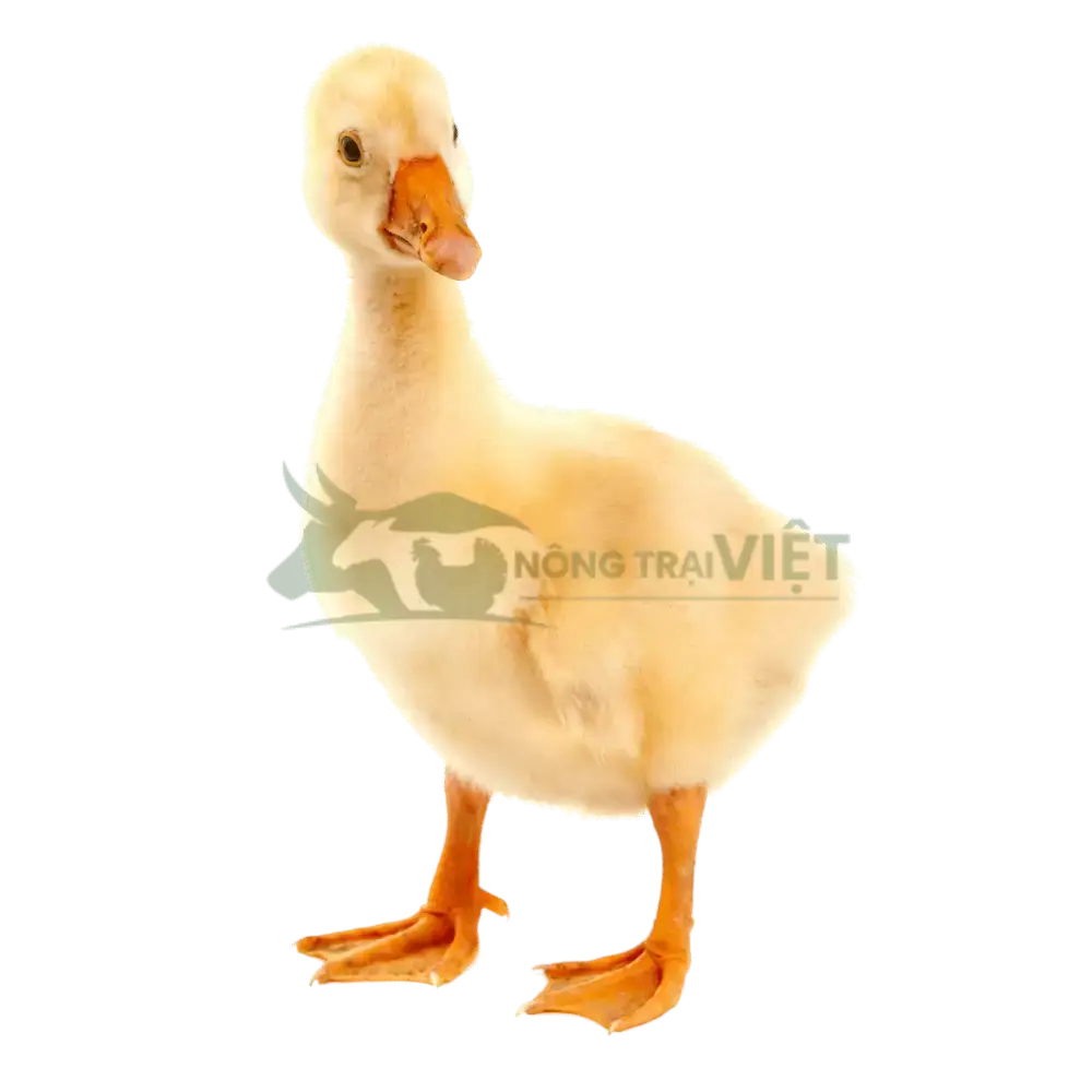 Vịt siêu đẻ giống