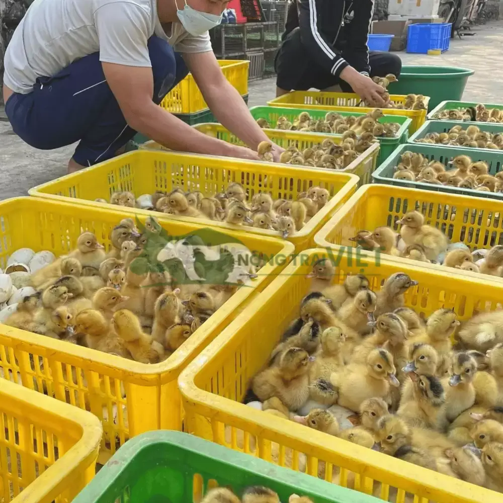 Vịt siêu đẻ giống