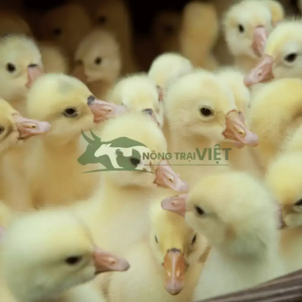 Vịt siêu đẻ giống