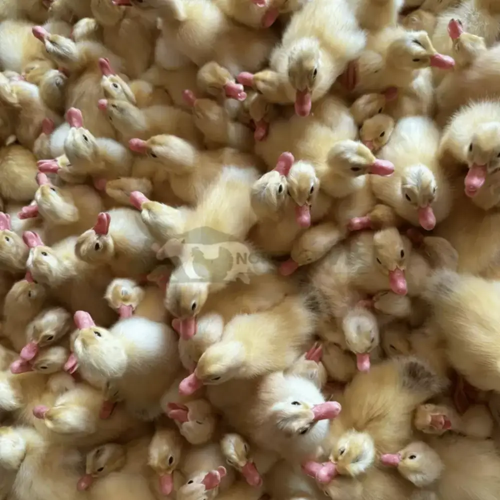 Vịt siêu đẻ giống