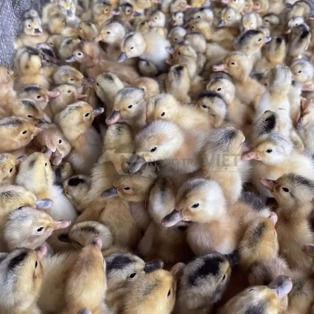 Vịt siêu đẻ giống