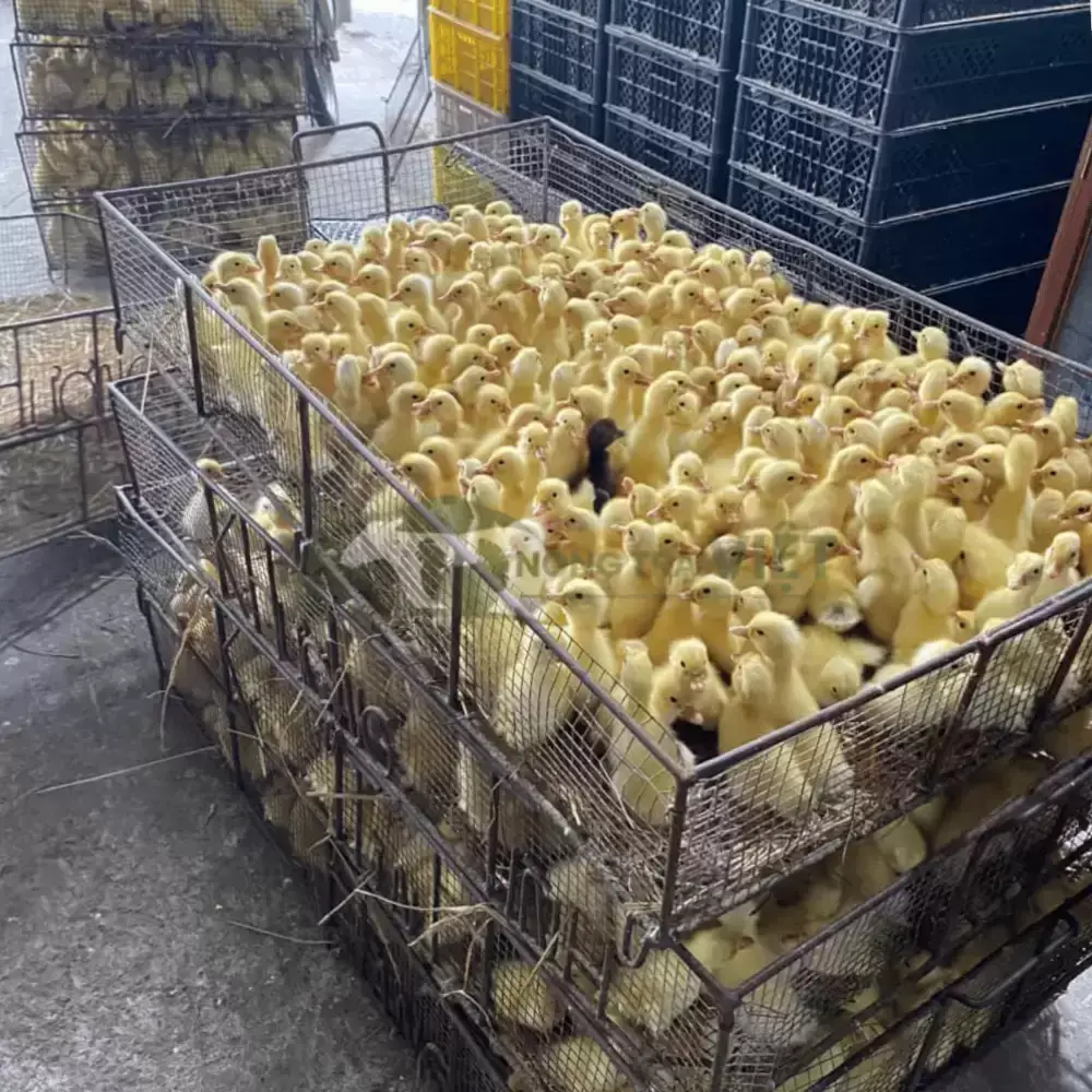 Vịt Cherry (Vịt anh đào)