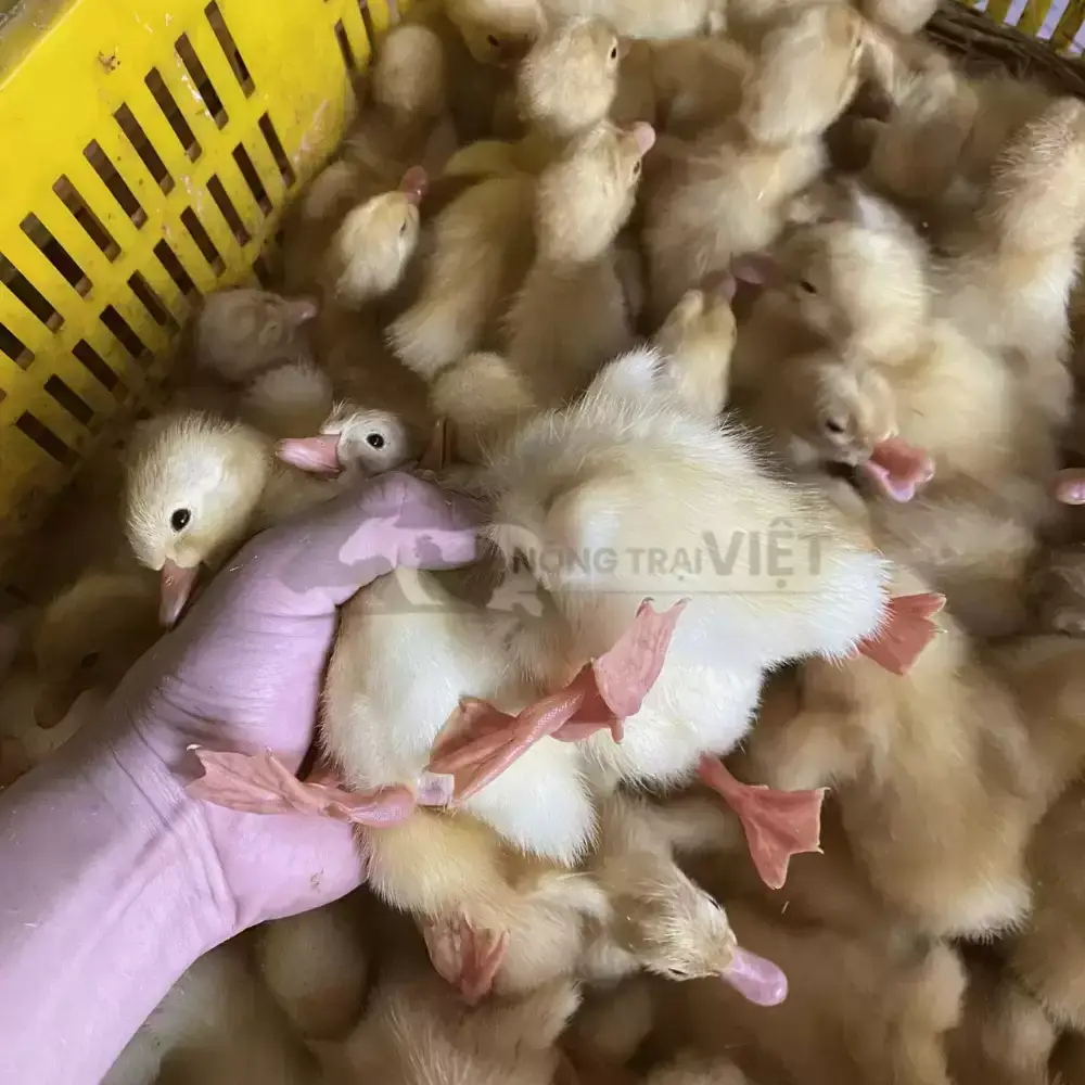 Vịt Cherry (Vịt anh đào)