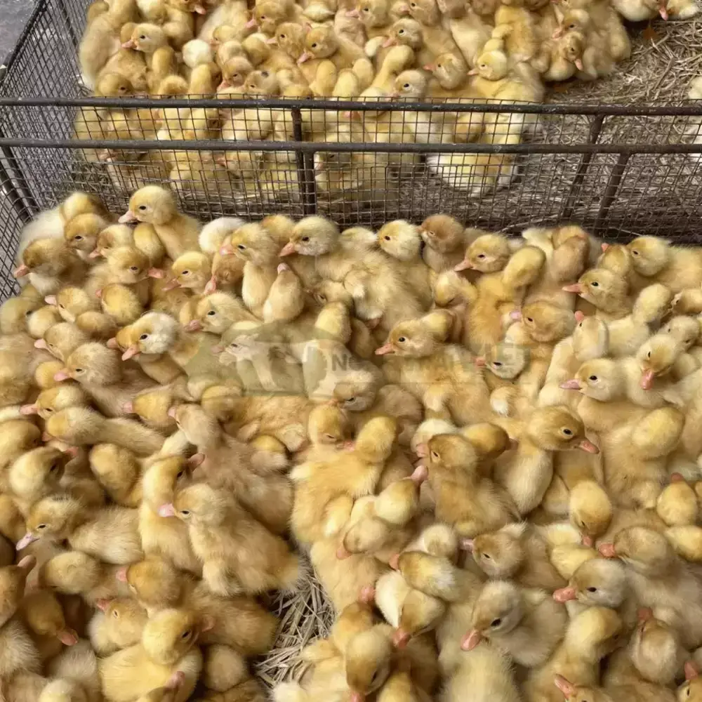 Vịt Cherry (Vịt anh đào)