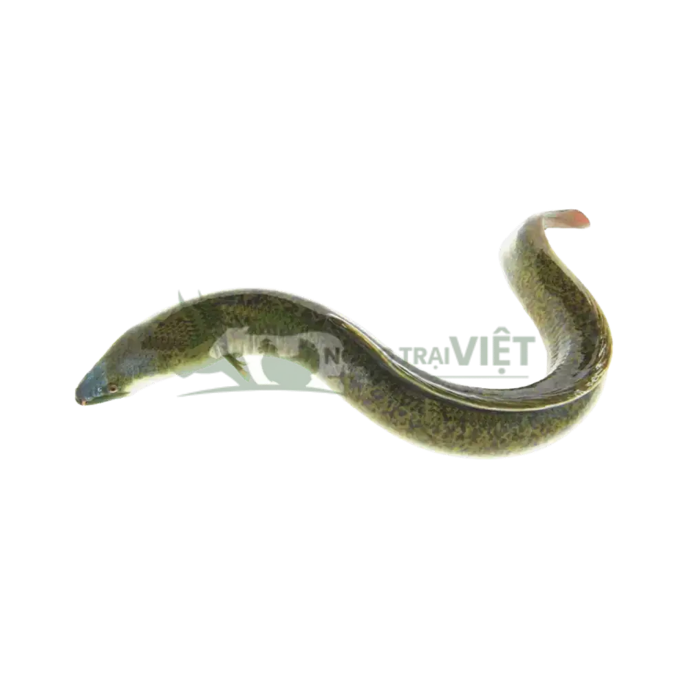 Cá chình bông giống